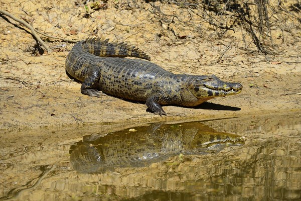 Resting yacare caiman