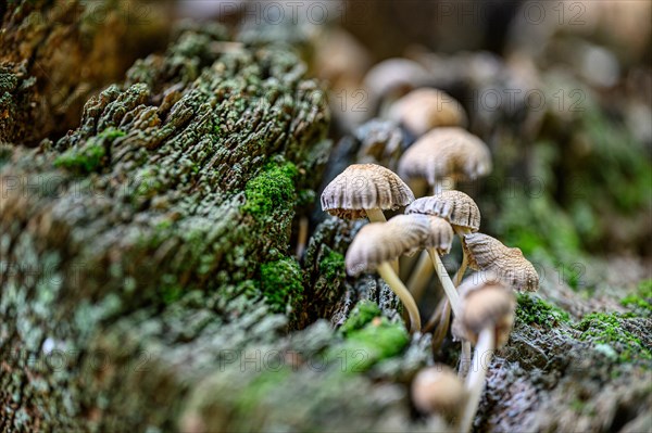Small mushrooms grow on a dead tree trunk