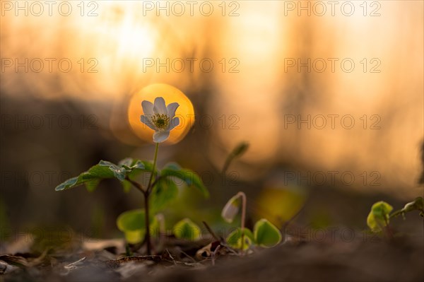 Wood anemone