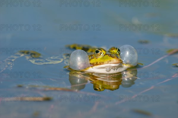 Marsh frog