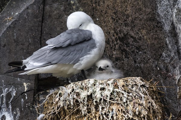 Kittiwake