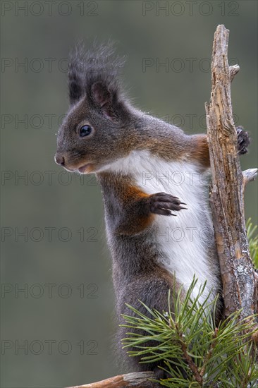 Eurasian red squirrel