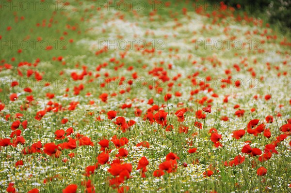 Field with corn poppy