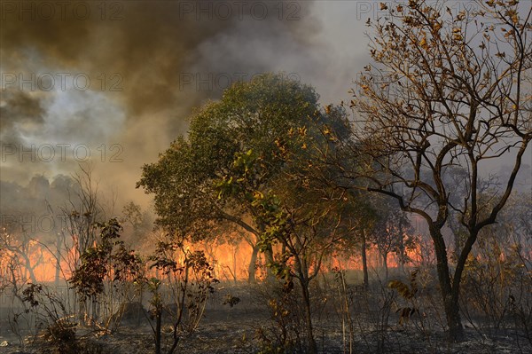 Burning vegetation in a bushfire