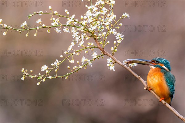 Common kingfisher