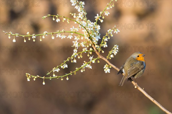 European robin