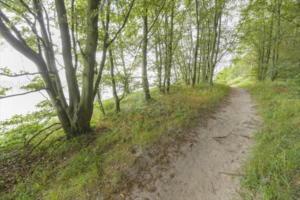 Forest path