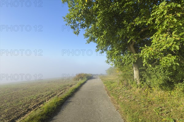 Path on the edge of the forest with fog in autumn
