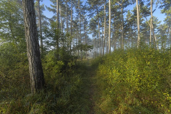 Forest path in the morning with fog