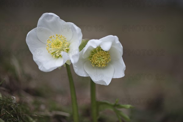 Helleborus niger