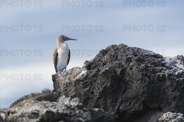 Blue-footed booby