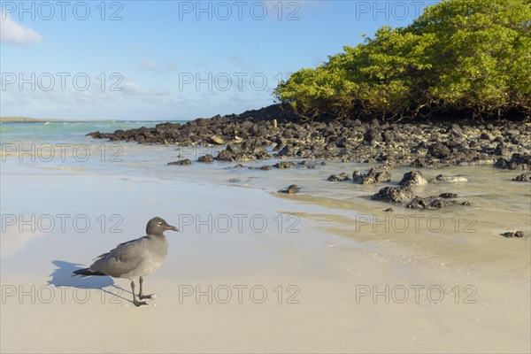 Lava gull