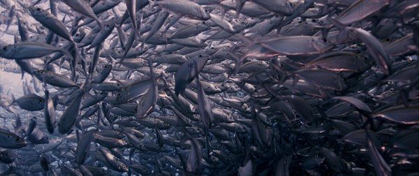 A large school of Yellowstripe Scad