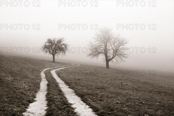 Field path leads through a mown meadow with bare fruit trees