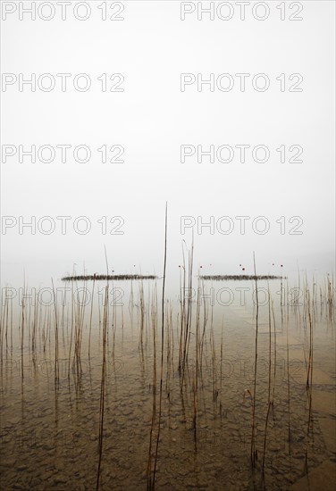Reed belt on the lakeshore in the morning mist