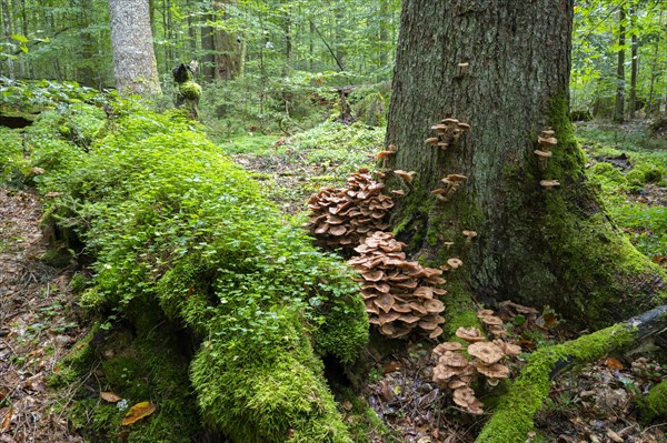 Common armillaria solidipes