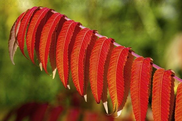 Leaf of the staghorn sumac