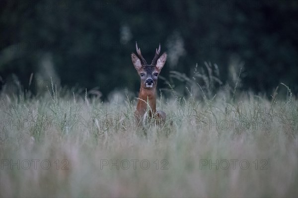 European roe deer