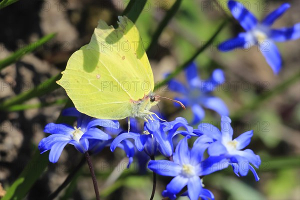 Brimstone