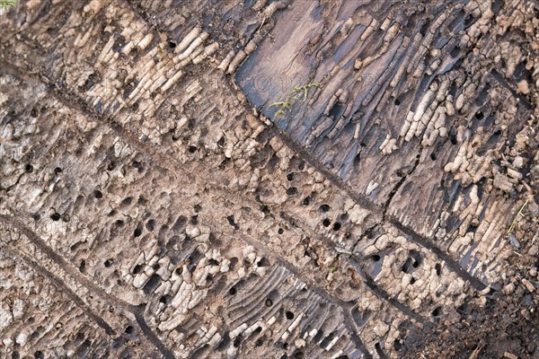 Deadwood piles as natural insect nesting aid