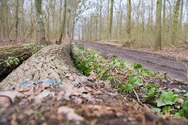 Forestry in the forest