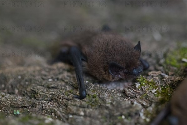 Common pipistrelle