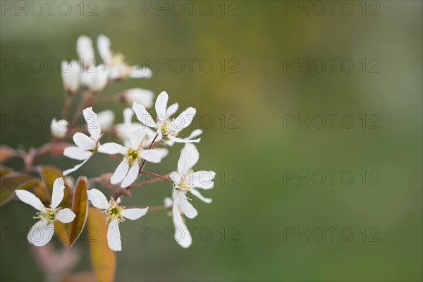 Snowy mespilus