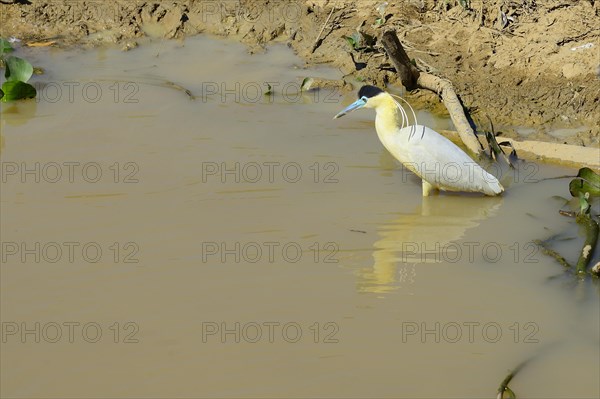 Capped heron