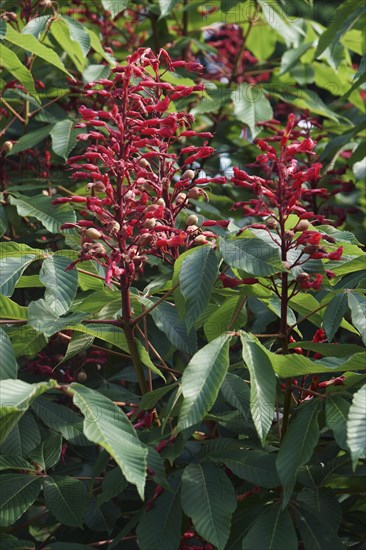 Red buckeye