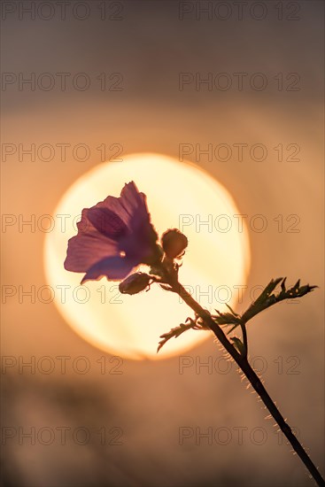 Greater musk-mallow