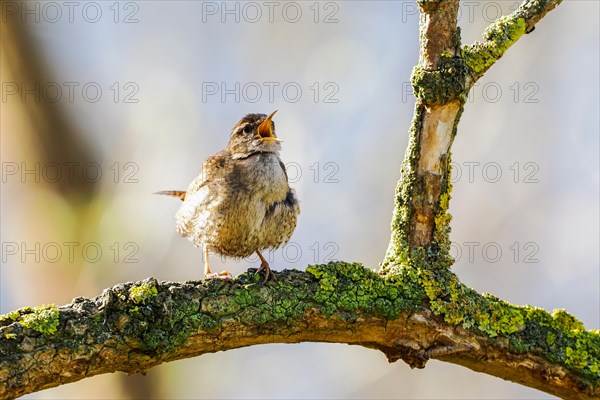 Eurasian wren