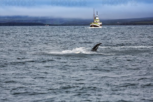 Pectoral fin of humpback whale