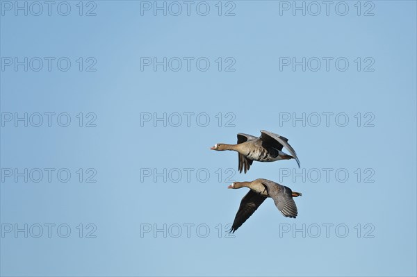 Greater white-fronted geese