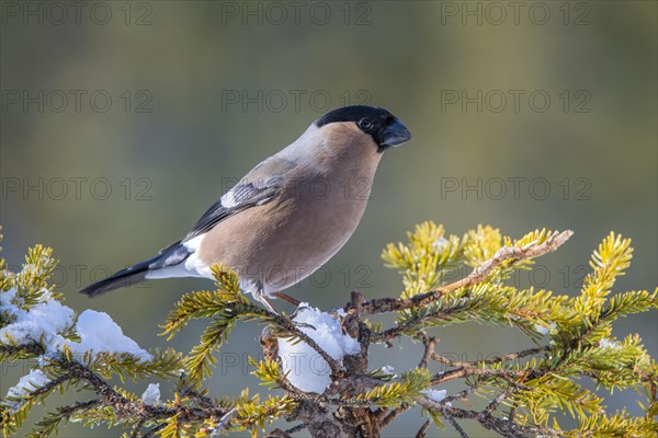 Bullfinch or eurasian bullfinch