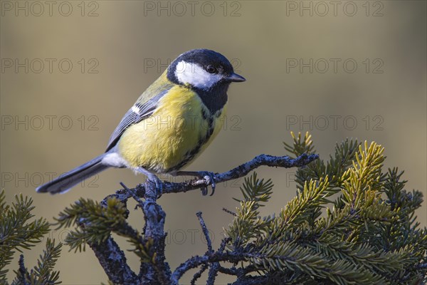 Great tit