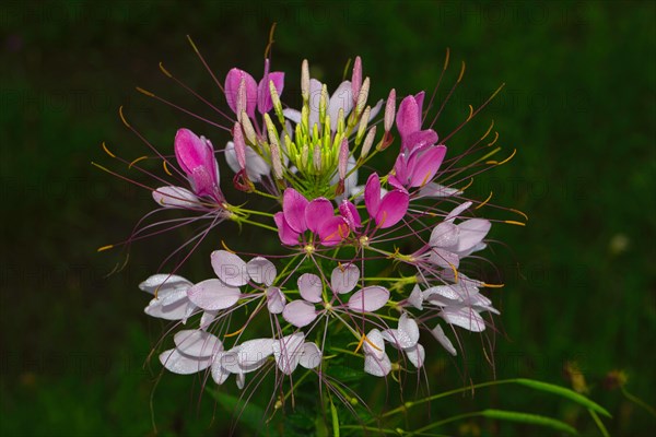 Spiny spiderflower