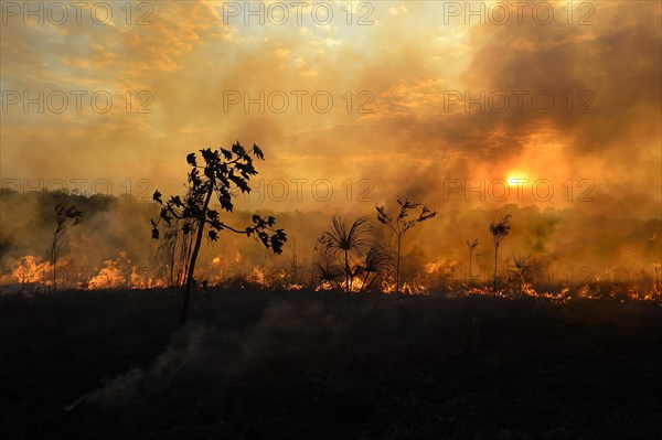 Burning vegetaition in a bushfire at sunset