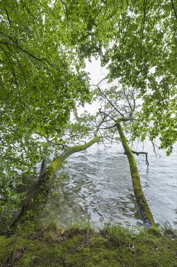 Lakeside after rain in the morning