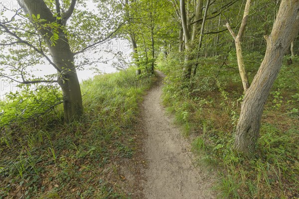 Forest path