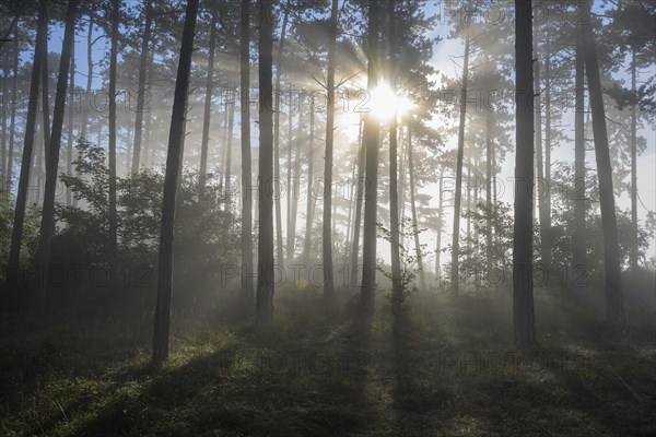 Forest in the morning with fog and sun