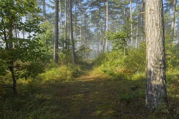 Forest path in the morning with fog