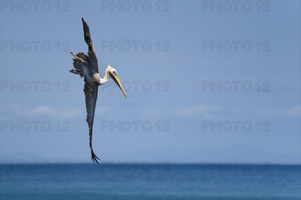 Brown pelican