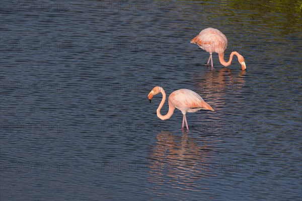 American flamingos