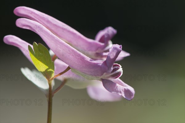 Fingered larkspur