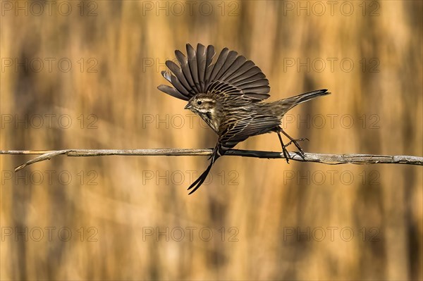 Reed bunting