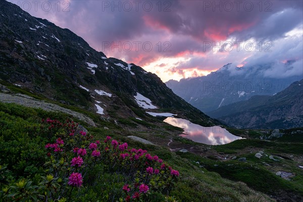 Rusty-leaved alpenrose