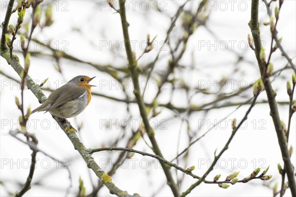 European robin