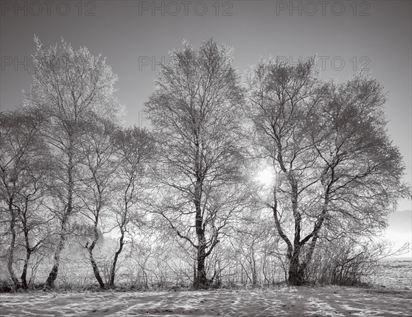 Snow-covered warty birch