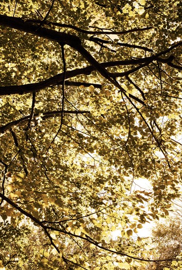 Branches with leaves of an old lime tree