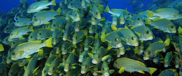 Very big school of Ribboned sweetlips